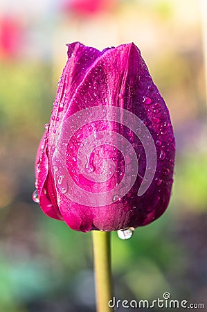 Tulip. Stock Photo